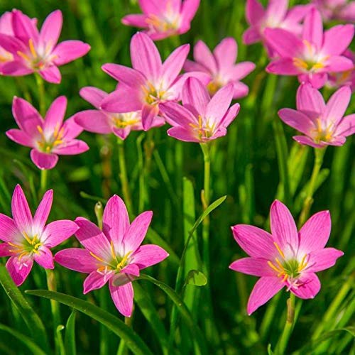 Pink Rain Lily (Set of 15 Bulbs) Zephyranthes Flower Bulbs