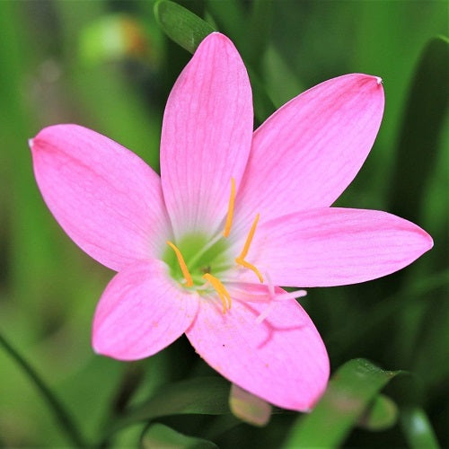 Pink Rain Lily (Set of 25 Bulbs) Zephyranthes Flower Bulbs