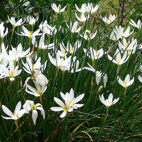 Zephyranthes Lily Rain Lily White Color Flower Bulbs (Set of 20 Bulbs)