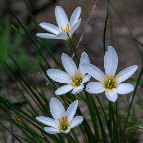 Zephyranthes Lily Rain Lily White Color Flower Bulbs (Set of 5 Bulbs)