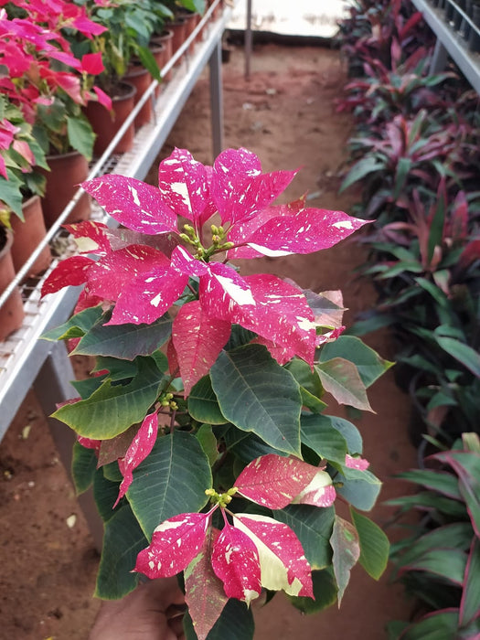 Poinsettia Red Spotted - Indoor Flowering Plants
