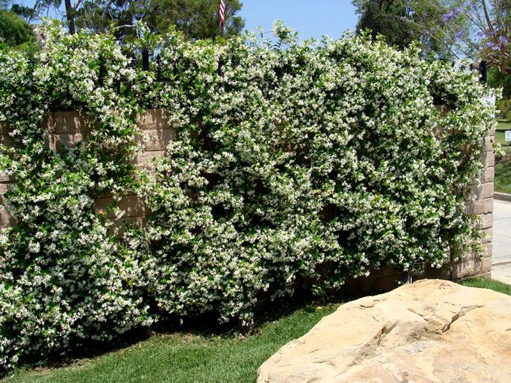 Trachelospermum jasminoides - Creepers & Climber