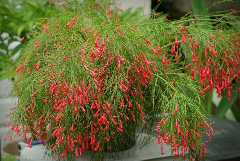Russelia equisetiformis Red - Ornamental Flowering Plants