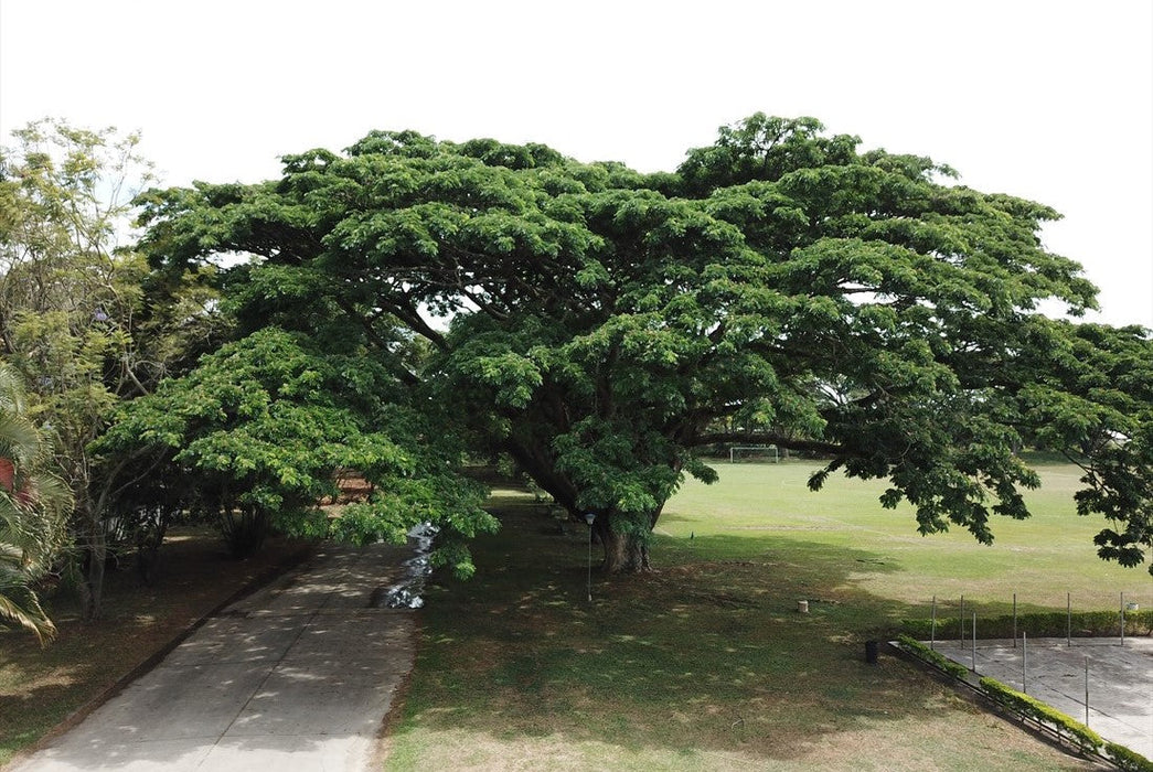 Rain tree / Samania saman / Albizzia saman / Siris Tree - Avenue Trees