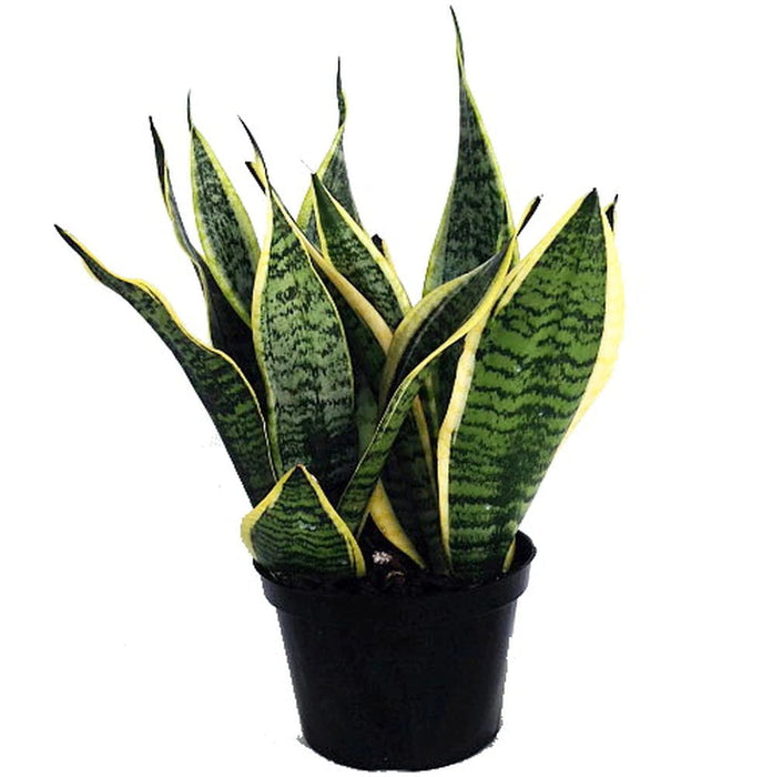 Mother in Law's Tongue/Snake Plant - Indoor Plants