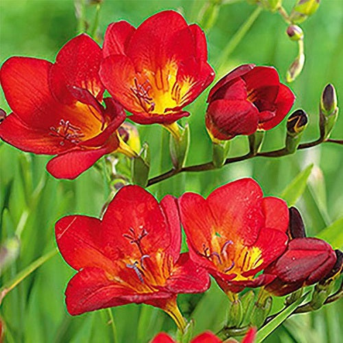 Freesia Red Color Flower Bulbs (Set of 04 Bulbs)