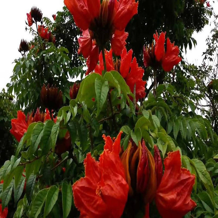 Spathodea campanulata - Flowering Trees