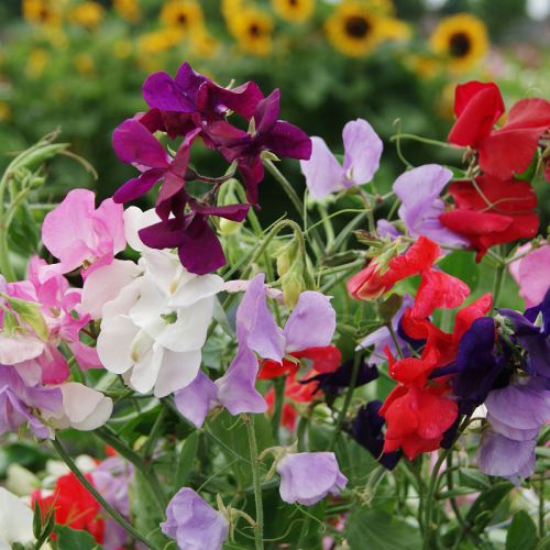 Sweet Pea Spencer Mixed Color Flower Seeds