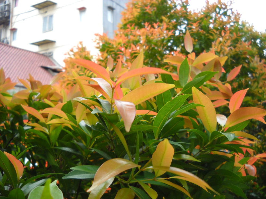 Syzygium myrtifolium Pink (Dwarf) - Outdoor Ornamental Plants