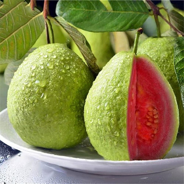 Taiwan Pink Guava Fruit Plant (grafted)
