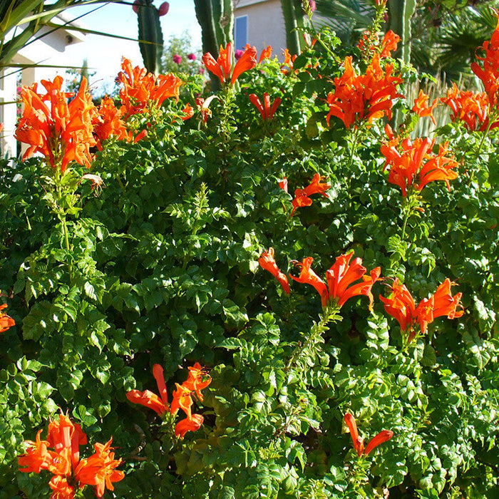 Tecoma Capensis/Orange Trumpet - Flowering Shrubs