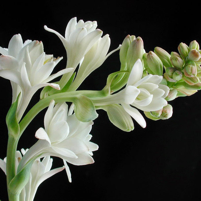 Tuberose/Mexican Tuberose - Flowering Plants