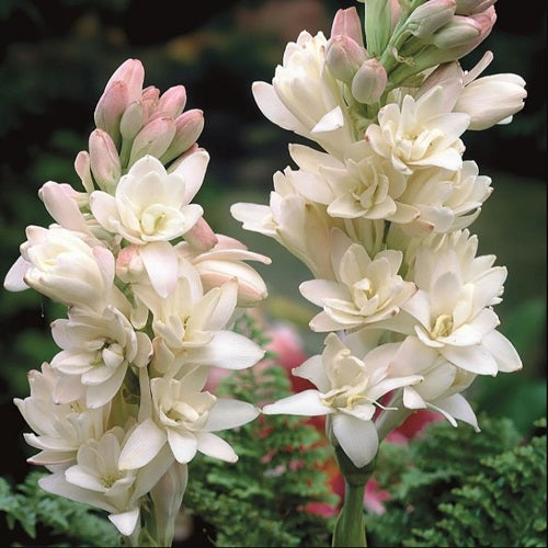 Tuberose Double White Flower Bulbs Rajnigandha (Set Of 10 Bulbs)
