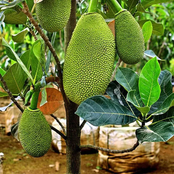 Vietnam Super Early Jackfruit(Grafted) - All Time Jackfruit