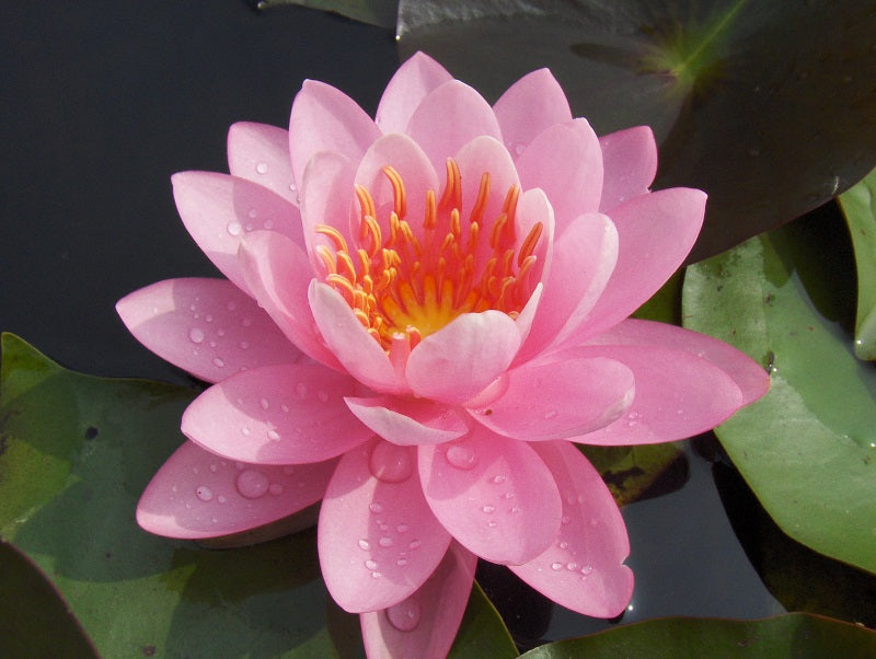 Water Lily Light Pink - Aquatic Plants