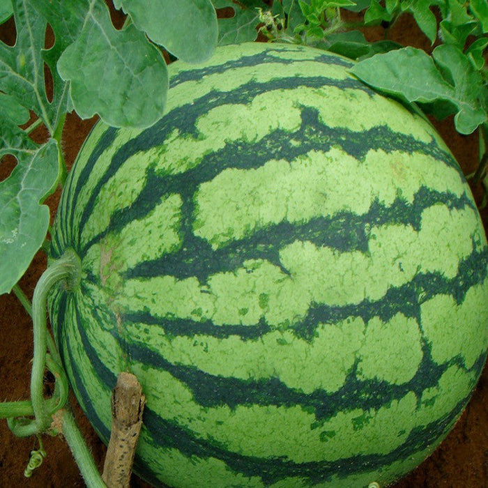 Watermelon NS 295-Fruit Seeds