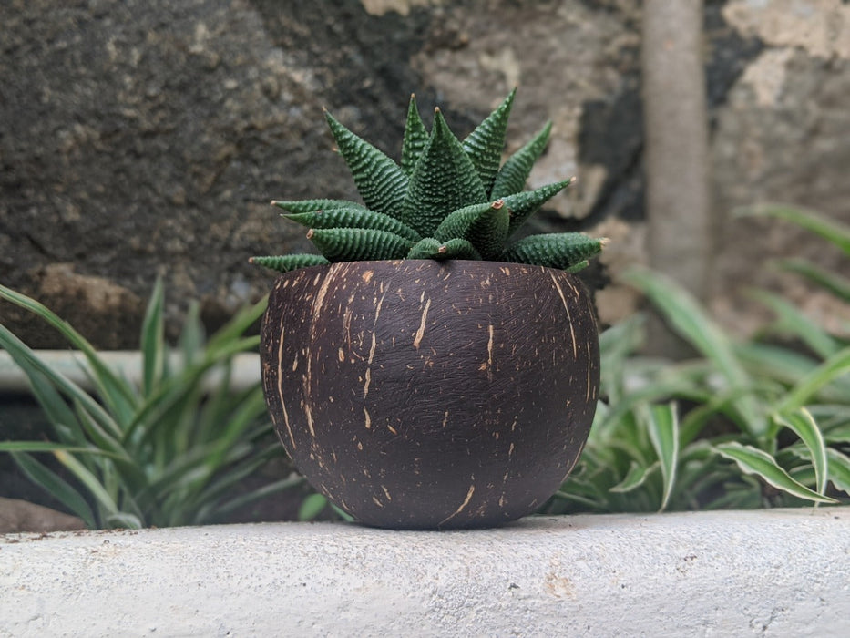 Coconut Shell Planter ( Small Plants & Succulents )