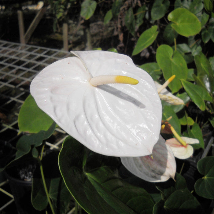 Anthurium Andreanum White - Gift Plants