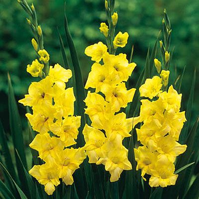 Gladiolus Yellow Flower Bulbs (Set of 04 Bulbs)