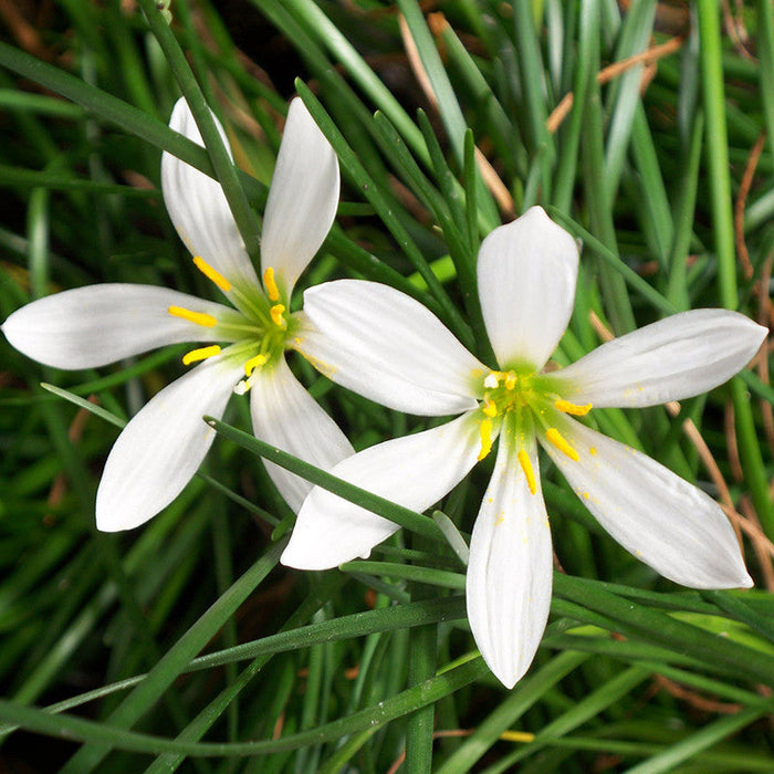 Rain lily  White - Flowering Plants